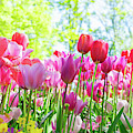 Tulips Pink Growth Photograph by Anastasy Yarmolovich Tulips Pink Growth Photograph by Anastasy Yarmolovich
