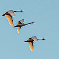 Tundra Swan Photograph by Minnie Gallman