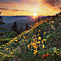 Twilight Of The Balsamroot by John Christopher Twilight Of The Balsamroot by John Christopher