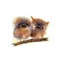 Two Cute Owls Painting by Paintis Passion Two Cute Owls Painting by Paintis Passion