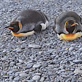 Two King Penguins by Alan M Hunt by Alan M Hunt