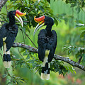 Two Rhinoceros Hornbills Perched In Tree Canopy, Thailand Photograph by Tim  Laman /naturepl.com