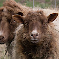 Two Sheep Getting Their Photo Taken by Christy Garavetto