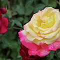 Two Tone Beauty Photograph by Mary Anne Delgado Two Tone Beauty Photograph by Mary Anne Delgado