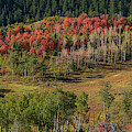 Utan Autumn by Dennis Hammer Utan Autumn by Dennis Hammer