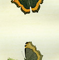 Vanessa furcillata Mixed Media by W W Wood Vanessa furcillata Mixed Media by W W Wood