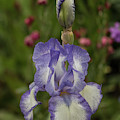 Variegated Iris in Lavender by E Faithe Lester