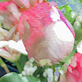 Vertical Pink Rose Abstract Photograph by Phillip Rubino Vertical Pink Rose Abstract Photograph by Phillip Rubino