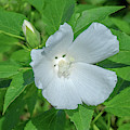 Very Rare almost All-white Crimson-eyed Rosemallow DFL0995 Photograph by Gerry Gantt Very Rare almost All-white Crimson-eyed Rosemallow DFL0995 Photograph by Gerry Gantt