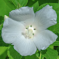 Very Rare almost All-white Crimson-eyed Rosemallow DFL0996 Photograph by Gerry Gantt Very Rare almost All-white Crimson-eyed Rosemallow DFL0996 Photograph by Gerry Gantt