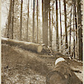 Vintage Forest Hillside Photograph by Phil Perkins Vintage Forest Hillside Photograph by Phil Perkins