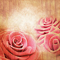 Vintage Roses by Delphimages Photo Creations Vintage Roses by Delphimages Photo Creations