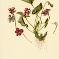 Viola Cucullata Common Blue Violet Mixed Media by L Prang Viola Cucullata Common Blue Violet Mixed Media by L Prang