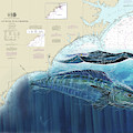 Wahoo Chart by Mark Ray