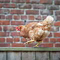 Walk the Line - Chicken walking along a wooden fence Photograph by Anita Nicholson Walk the Line - Chicken walking along a wooden fence Photograph by Anita Nicholson