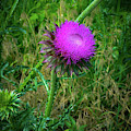 Wanna Be in Scotland Photograph by Lora J Wilson Wanna Be in Scotland Photograph by Lora J Wilson