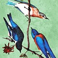 Warbler And Bluebirds 1 by Francis G. Mayer Warbler And Bluebirds 1 by Francis G. Mayer