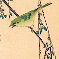 Warbler On A Plum Branch by Utagawa Hiroshige Warbler On A Plum Branch by Utagawa Hiroshige