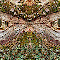 Watcher  in the Wood #1 - Human face and eyes hiding in mirrored tree feature- Green Man  Photograph by Peter Herman