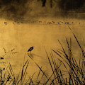 $100 - 16x20 Water Birds in the Mist #100 by Tam Ryan
