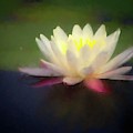 Water Lily 1 by Steve DaPonte Water Lily 1 by Steve DaPonte
