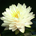 Water Lily Photograph by Steve Karol Water Lily Photograph by Steve Karol