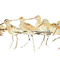 Watercolor Sandpipers Panel Painting by Avery Tillmon