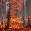 Welcome To Orange Forest Photograph by Evgeni Dinev Welcome To Orange Forest Photograph by Evgeni Dinev