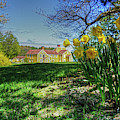 Wentworth Daffodils Photograph by Wayne Marshall Chase Wentworth Daffodils Photograph by Wayne Marshall Chase