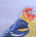 Western Tanager - Male Drawing by Karrie J Butler Western Tanager - Male Drawing by Karrie J Butler
