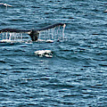 Whale Of A Tail by Meta Gatschenberger Whale Of A Tail by Meta Gatschenberger