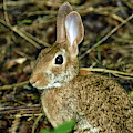 What's Up Doc Photograph by Michael Frank What's Up Doc Photograph by Michael Frank