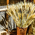 Wheat Tine by Gerald Kloss Wheat Tine by Gerald Kloss