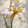 White and Yellow Iris Graphic Digital Art by Mark Mille White and Yellow Iris Graphic Digital Art by Mark Mille