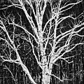 White Birch by Trevor Slauenwhite White Birch by Trevor Slauenwhite