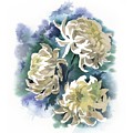 White Chrysanthemum Flowers Painting by Ina Petrashkevich White Chrysanthemum Flowers Painting by Ina Petrashkevich
