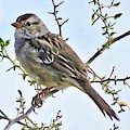 White-Crowned Sparrow on Creosote Photograph by Judy Kennedy White-Crowned Sparrow on Creosote Photograph by Judy Kennedy