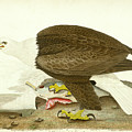 White-headed Eagle Mixed Media by Alexander Wilson White-headed Eagle Mixed Media by Alexander Wilson
