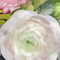 White rose pastel Photograph by Phillip Rubino White rose pastel Photograph by Phillip Rubino
