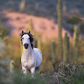 White Stallion Photograph by Shannon Hastings White Stallion Photograph by Shannon Hastings