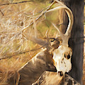 White-tail Deer 011 Photograph by Rob Graham White-tail Deer 011 Photograph by Rob Graham