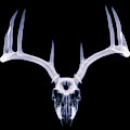 White-tailed Deer x-ray 009 Photograph by Rob Graham White-tailed Deer x-ray 009 Photograph by Rob Graham