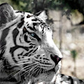 「The King 」— Búsqueda White-tiger-wes-and-dotty-weber