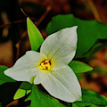 White Trillium by Meta Gatschenberger White Trillium by Meta Gatschenberger