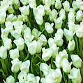 White Tulips on Green Photograph by Bonnie Follett White Tulips on Green Photograph by Bonnie Follett