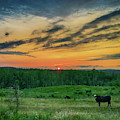 Who puts the Cows to Bed Photograph by Michael Frank Who puts the Cows to Bed Photograph by Michael Frank