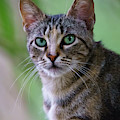 Wild Cat Portrait Head On Photograph by Pablo Avanzini Wild Cat Portrait Head On Photograph by Pablo Avanzini