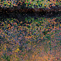 Wild Cherry tree in the Fall, golden reflections on the river Photograph by Anita Nicholson Wild Cherry tree in the Fall, golden reflections on the river Photograph by Anita Nicholson