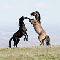 Wild Horses / Mustangs, Two Stallions Play Fighting, Pryor by Carol Walker / Naturepl.com