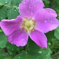 Wild Rose by Norman Burnham Wild Rose by Norman Burnham